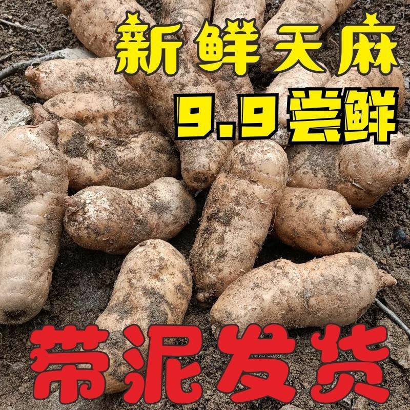 冬麻天麻‘新鲜天麻云南昭通鲜活个大煲汤鲜天麻带泥发货