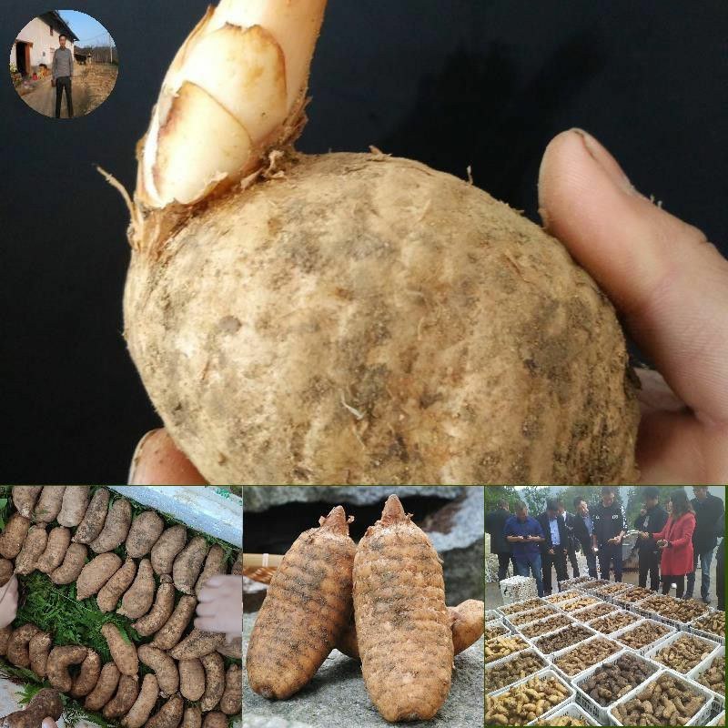 冬麻天麻‘新鲜天麻云南昭通鲜活个大煲汤鲜天麻带泥发货