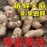 冬麻天麻‘新鲜天麻云南昭通鲜活个大煲汤鲜天麻带泥发货