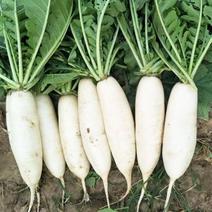 晓富九斤王大白萝卜种子优质高产耐寒抗病白罗卜种籽冬季蔬菜