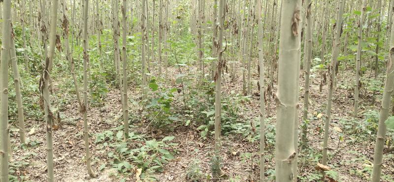 大量出售3至6公分精品法桐
