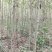大量出售3至6公分精品法桐