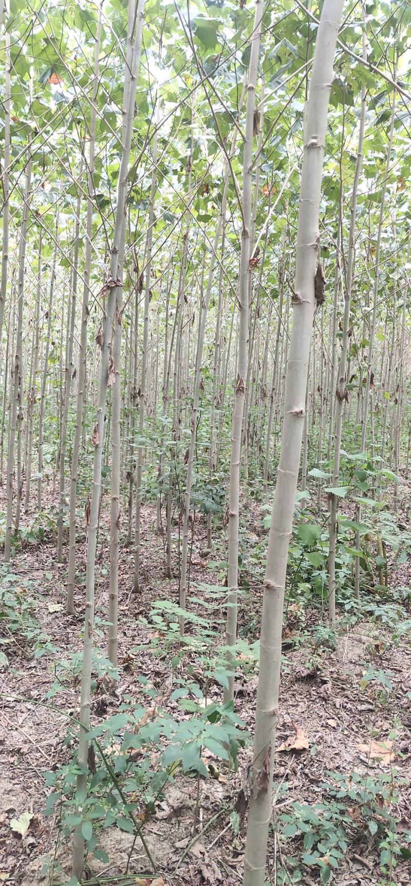 大量出售3至6公分精品法桐