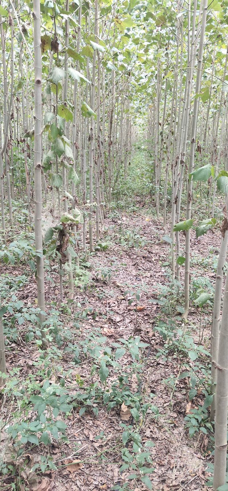 大量出售3至6公分精品法桐
