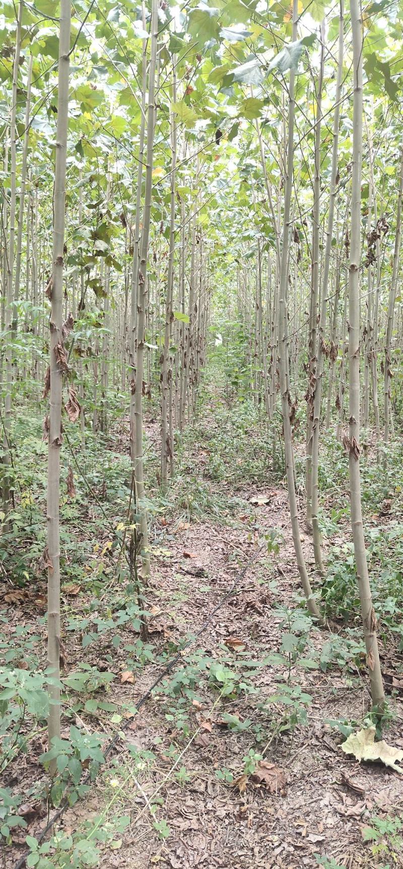 大量出售3至6公分精品法桐