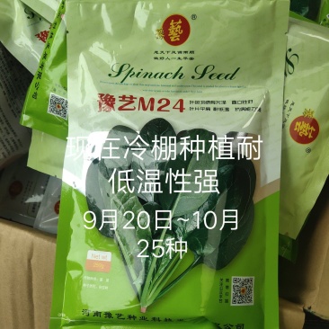 菠菜种子豫艺M24耐寒直立性好叶片平展叶片较厚生长快