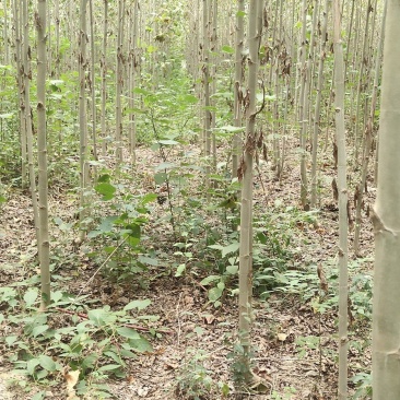 大量出售3至6公分精品法桐