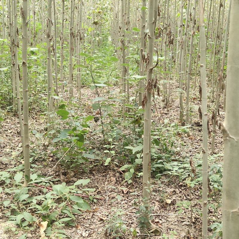 大量出售3至6公分精品法桐