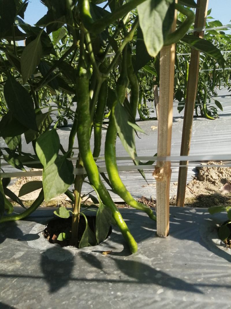 鲜辣椒线椒螺丝椒黄皮椒圆椒二荆条蔬菜福建代办