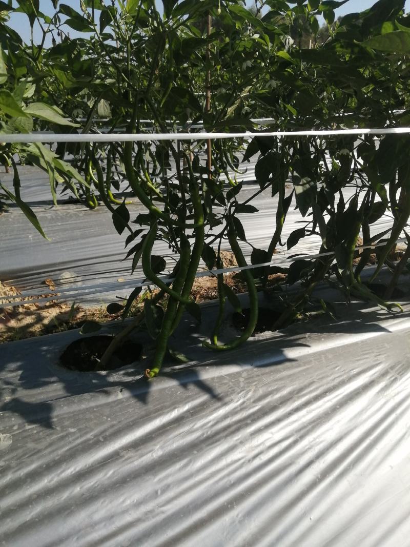 鲜辣椒线椒螺丝椒黄皮椒圆椒二荆条蔬菜福建代办
