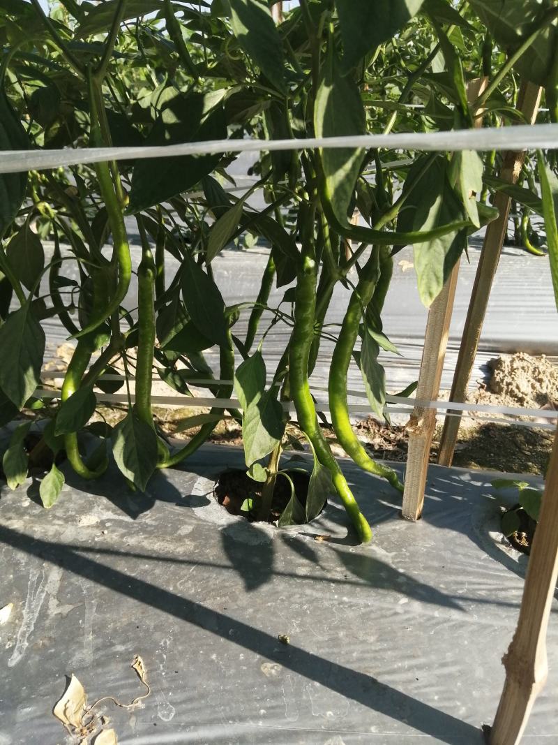 鲜辣椒线椒螺丝椒黄皮椒圆椒二荆条蔬菜福建代办