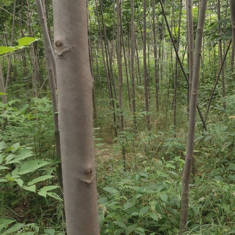大量出售2到5公分精品栾树，量大价优，杆直。