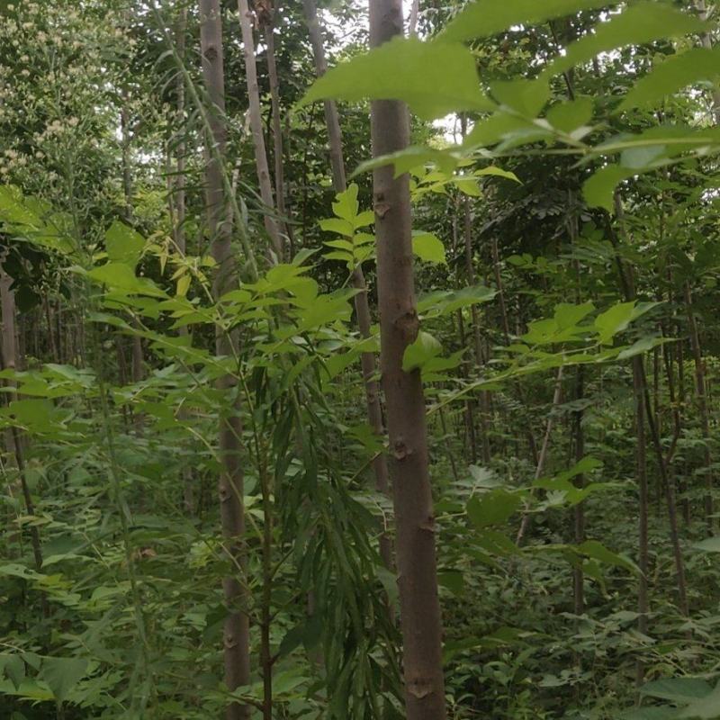 大量出售2到5公分精品栾树，量大价优，杆直。