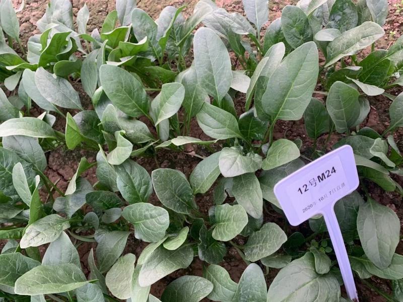 菠菜种子豫艺M24耐寒直立性好叶片平展叶片较厚生长快