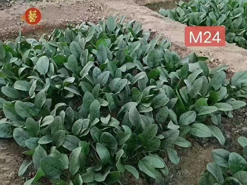 菠菜种子豫艺M24耐寒直立性好叶片平展叶片较厚生长快