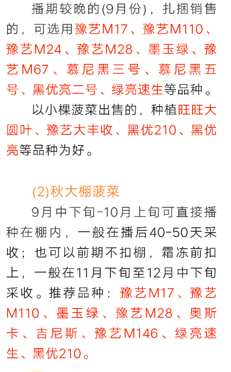菠菜种子豫艺M24耐寒直立性好叶片平展叶片较厚生长快