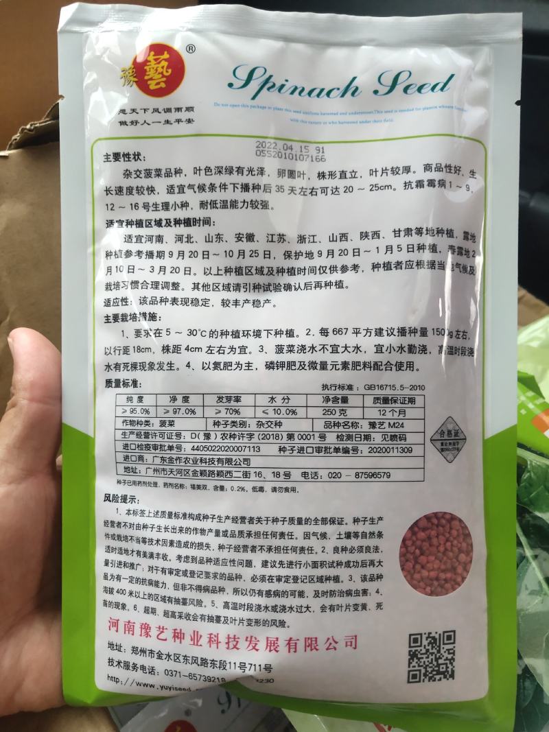 菠菜种子豫艺M24耐寒直立性好叶片平展叶片较厚生长快