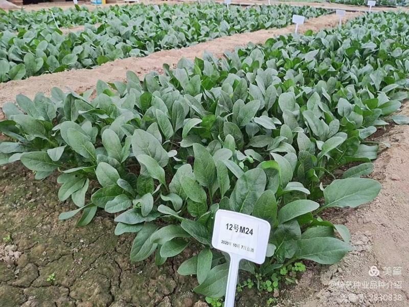 菠菜种子豫艺M24耐寒直立性好叶片平展叶片较厚生长快