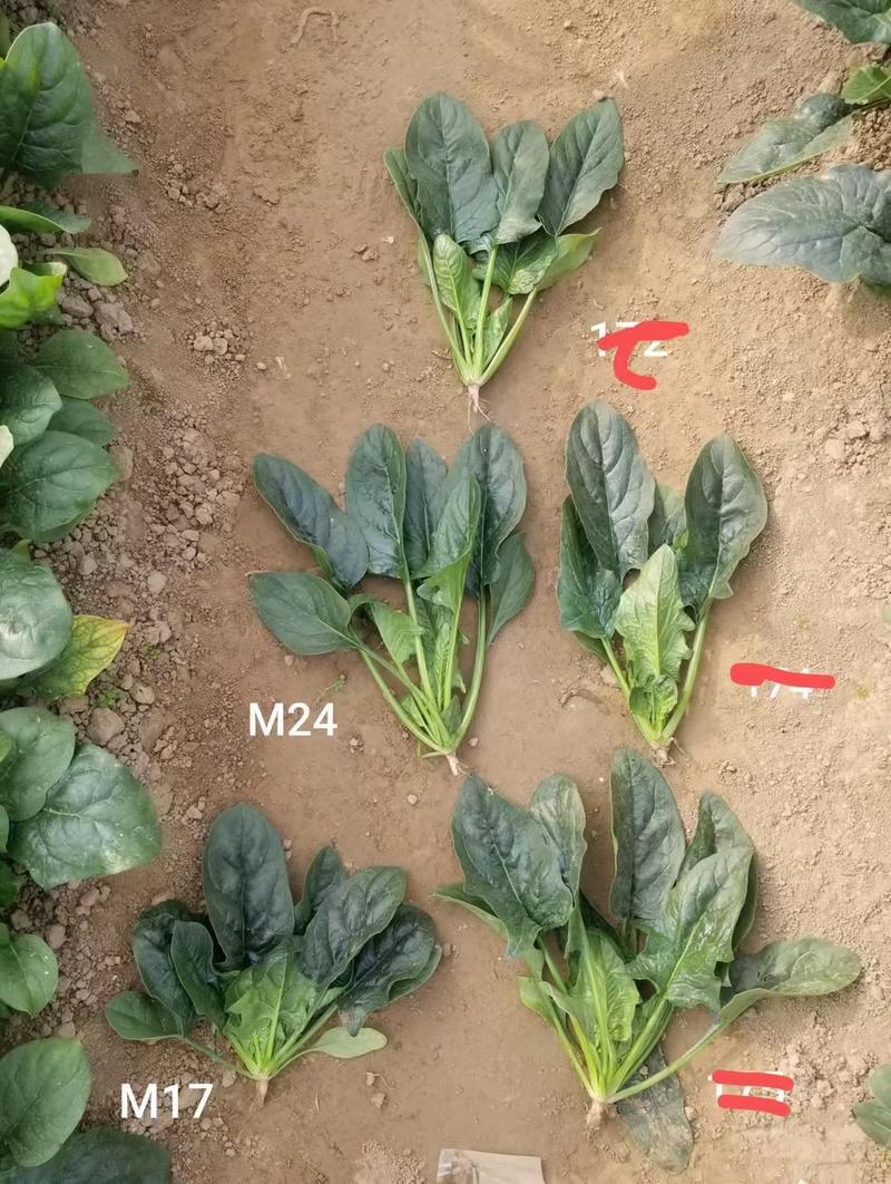 菠菜种子豫艺M24耐寒直立性好叶片平展叶片较厚生长快