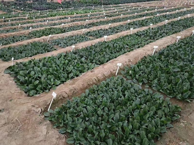 菠菜种子豫艺M24耐寒直立性好叶片平展叶片较厚生长快