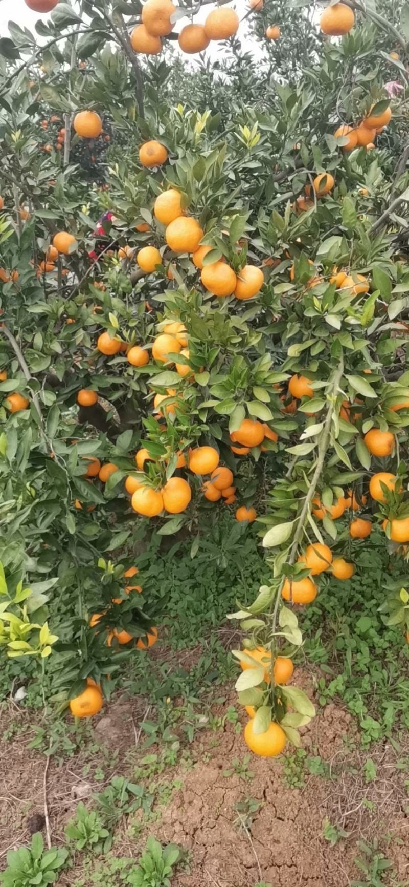 蜜桔