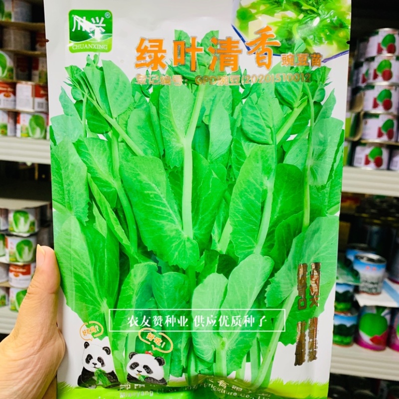 绿叶清香吃豆尖豌豆苗种子南方热销豌豆尖种子清香无须豌豆苗