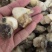 海螺肉去壳海螺头海螺肉江苏海鲜水产批发