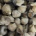 海螺肉去壳海螺头海螺肉江苏海鲜水产批发