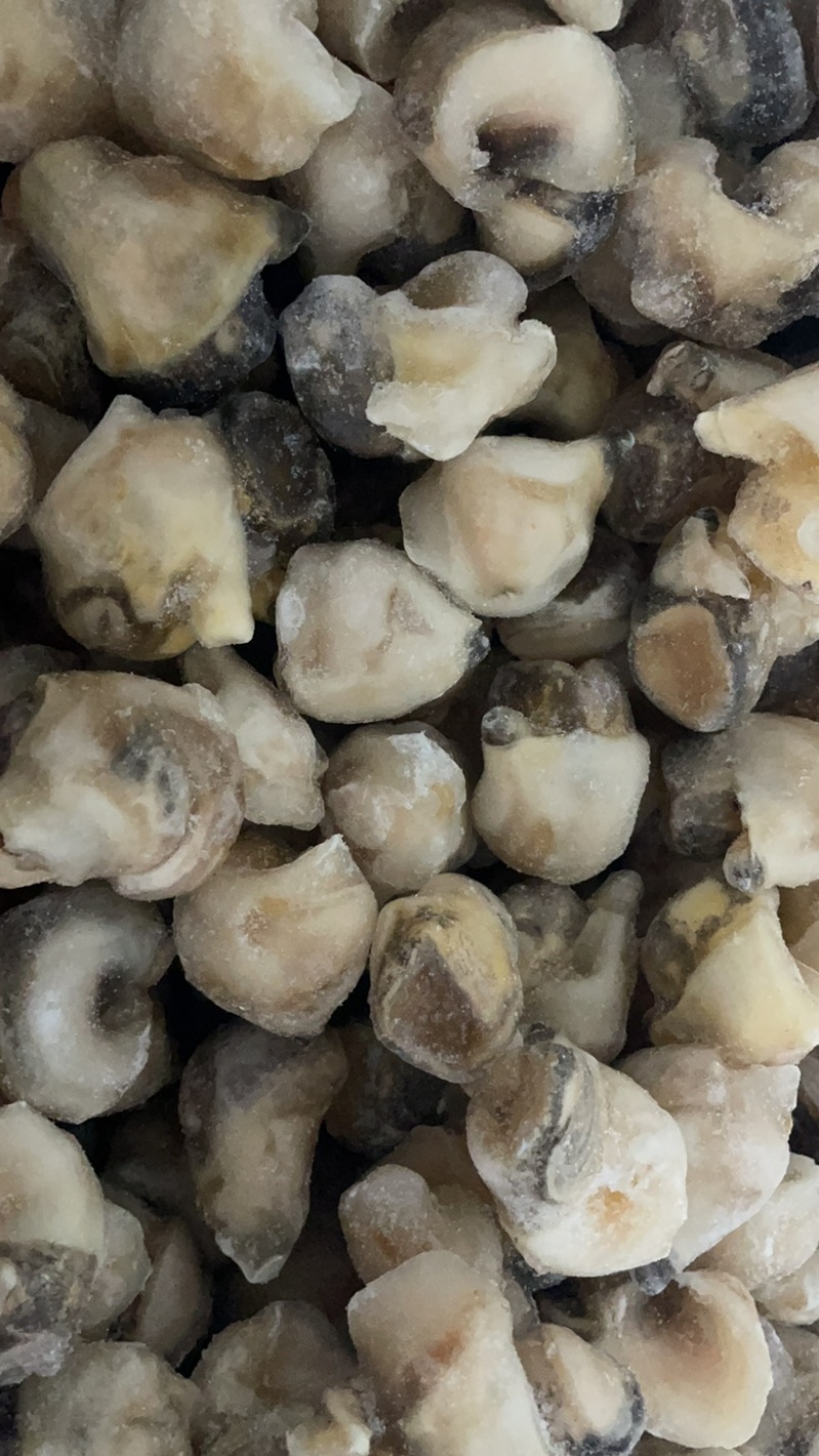 海螺肉去壳海螺头海螺肉江苏海鲜水产批发