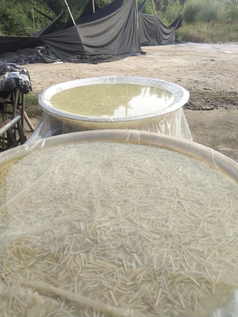 农家酸笋丝又白又酸臭香！自然发酵而成！大量提供螺蛳粉酸笋