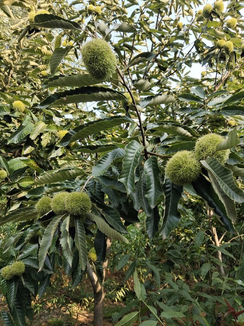 大红袍板栗嫁接苗二年苗包纯度包品种现挖现发，