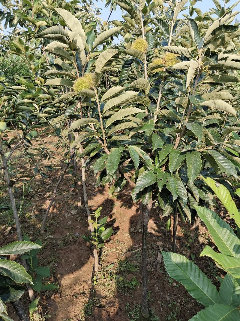 大红袍板栗嫁接苗二年苗包纯度包品种现挖现发，