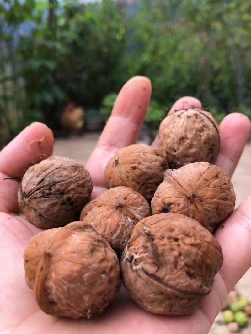 陇南核桃