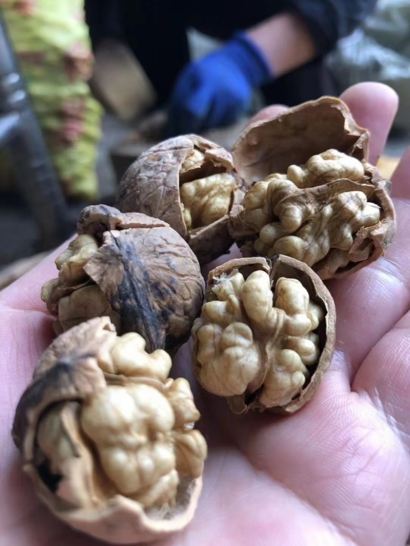 陇南核桃