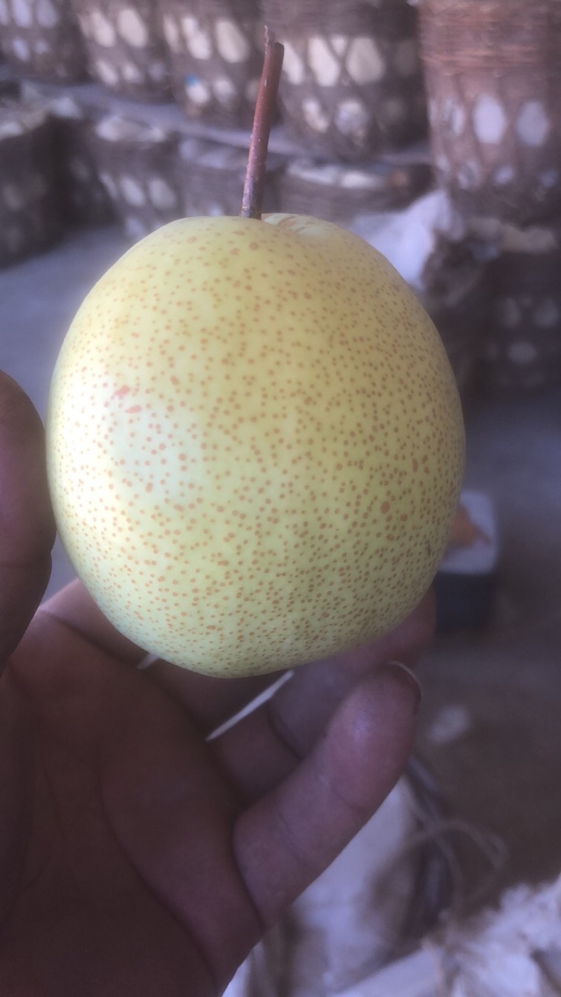 遵化纯正上坡杨白梨酥梨雪花梨产地直销量大价优