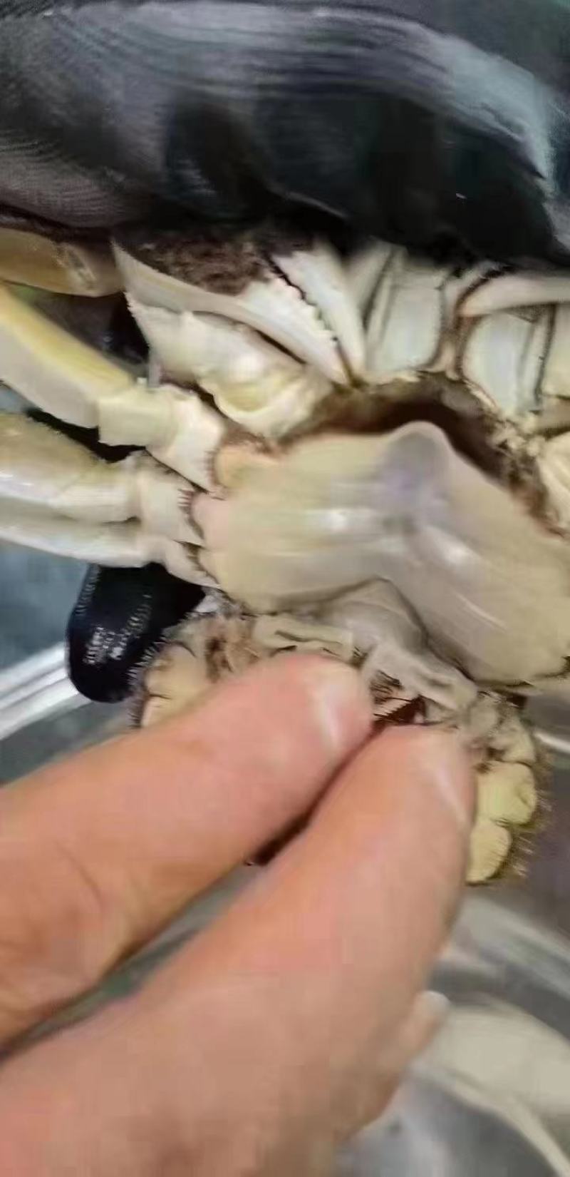 江苏固城湖大闸蟹母蟹每只带防伪码三码合一只只饱满