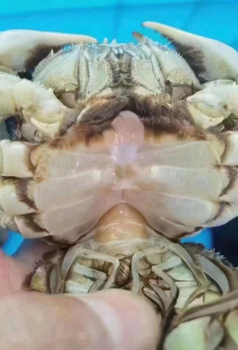 江苏固城湖大闸蟹母蟹每只带防伪码三码合一只只饱满