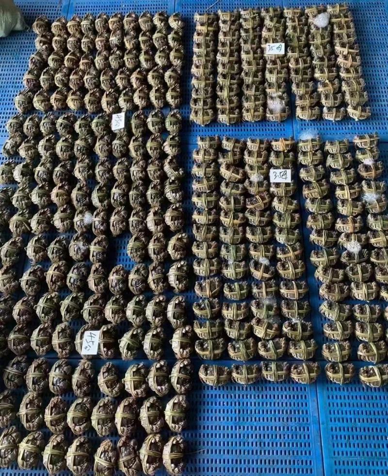 江苏固城湖大闸蟹母蟹每只带防伪码三码合一只只饱满