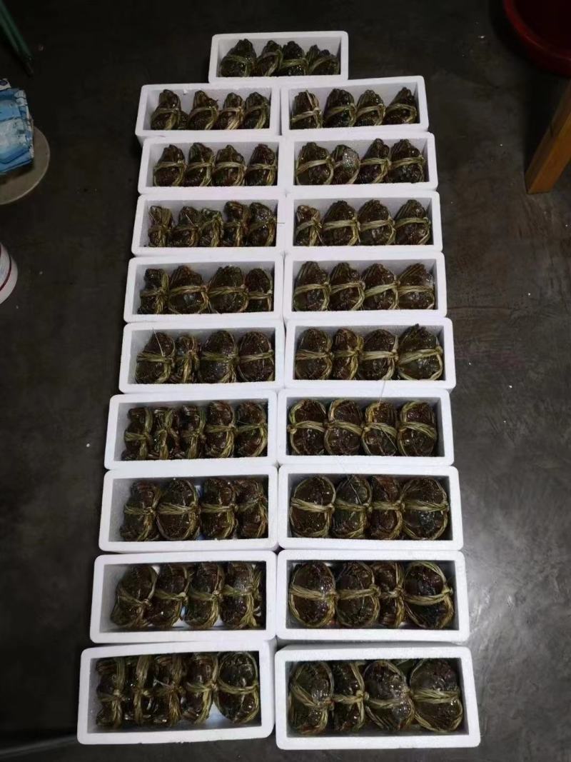 江苏固城湖大闸蟹母蟹每只带防伪码三码合一只只饱满