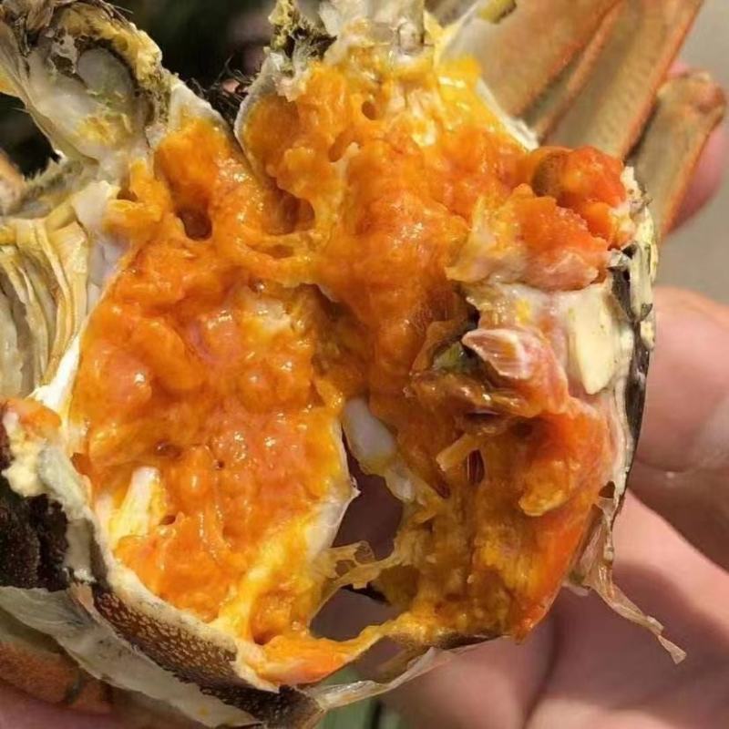 江苏固城湖大闸蟹母蟹每只带防伪码三码合一只只饱满