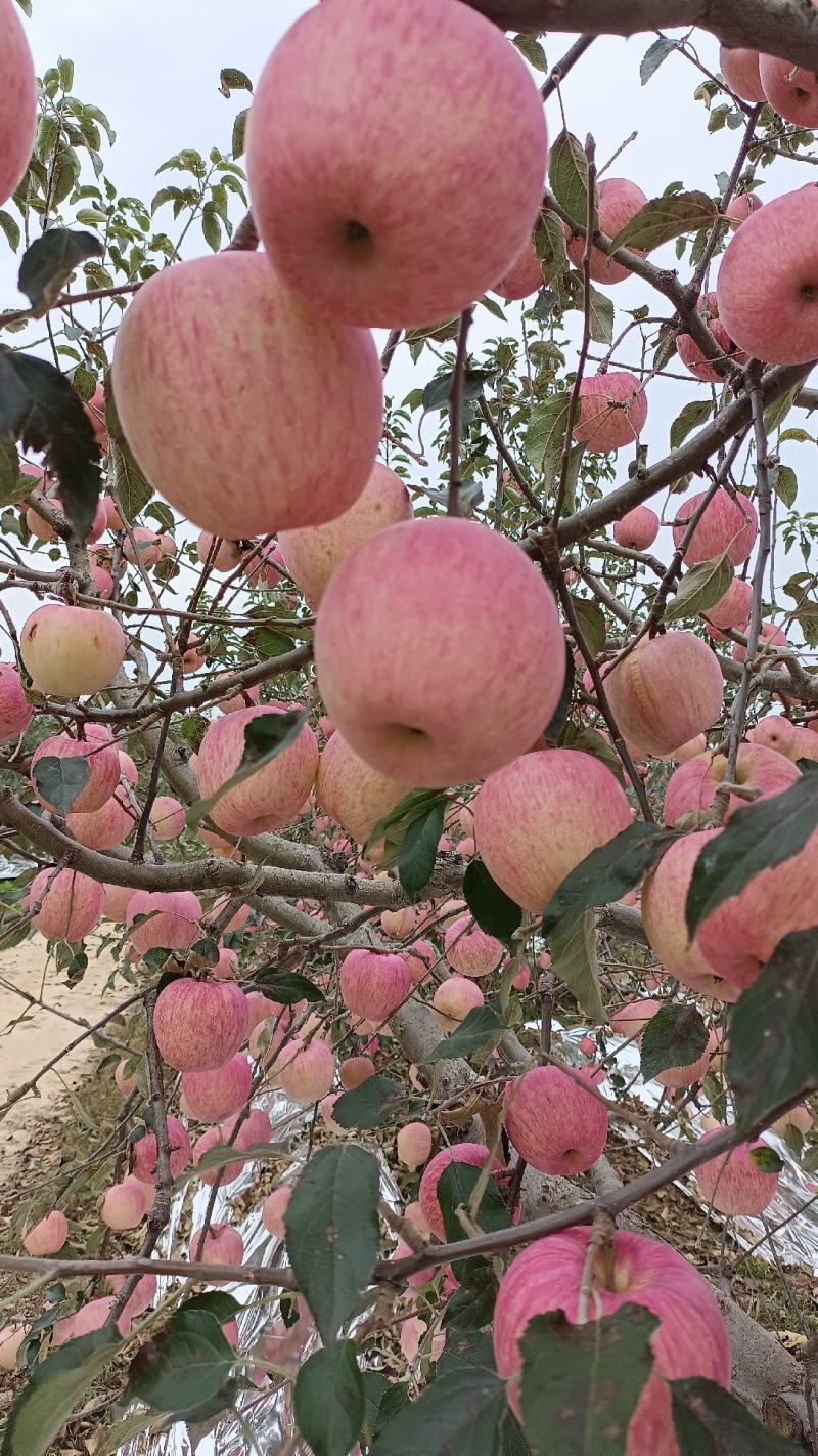 辽南寒富苹果大量上市品质保证，脆甜多汁，欢迎来电洽谈合作