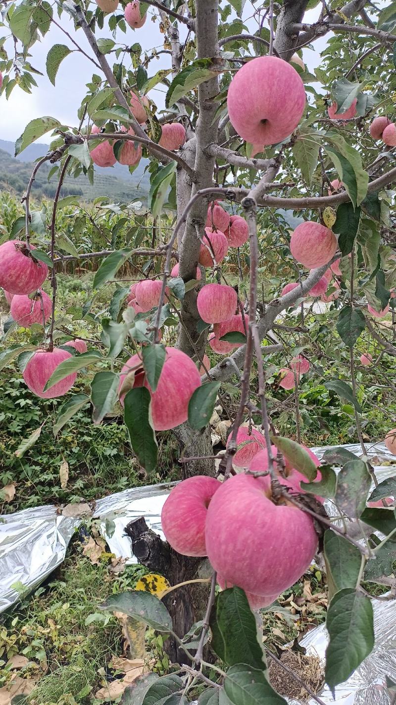 辽南寒富苹果大量上市品质保证，脆甜多汁，欢迎来电洽谈合作