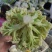 菜花花菜散花白面青梗市场货电商货多多买菜美团