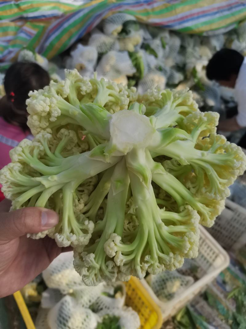 菜花花菜散花白面青梗市场货电商货多多买菜美团