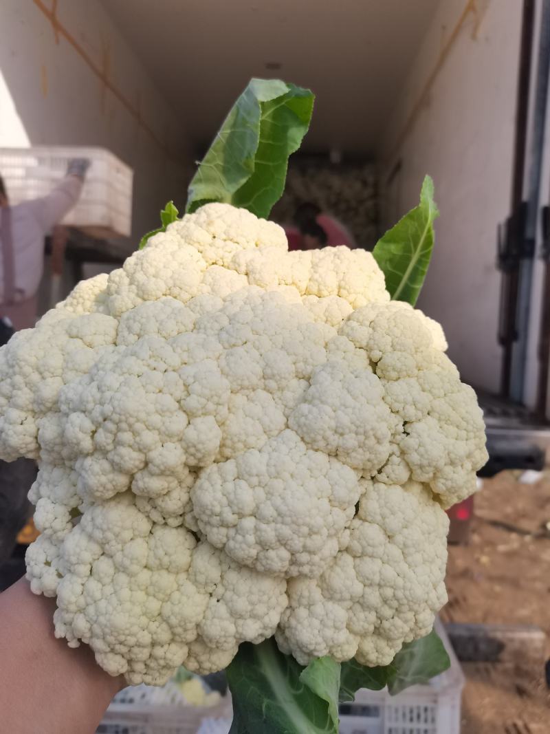 菜花花菜散花白面青梗市场货电商货多多买菜美团