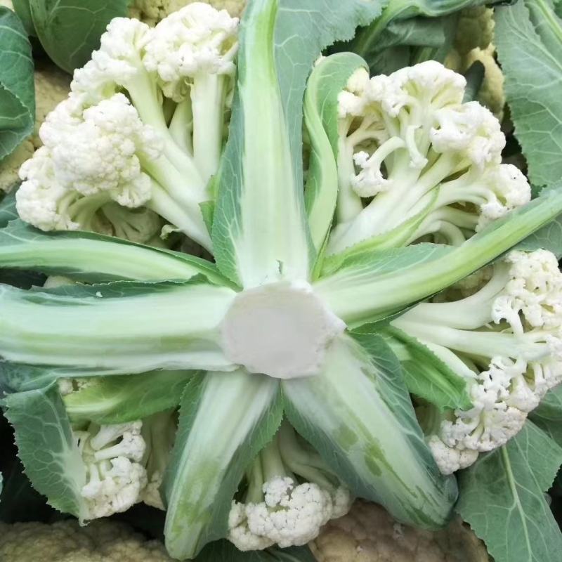 菜花花菜散花白面青梗市场货电商货多多买菜美团
