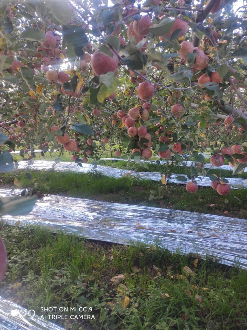 大凉山糖心苹果成熟了