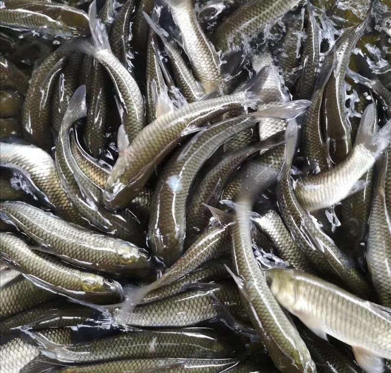 鲩鱼草鱼品种优良货源足量大从优，全国发货！