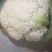 精品松花，需要联系