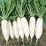 短叶十三早萝卜种子新育成大包萝卜水果萝卜种籽早熟耐抽苔